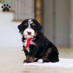 Chico, Mini Bernedoodle Puppy